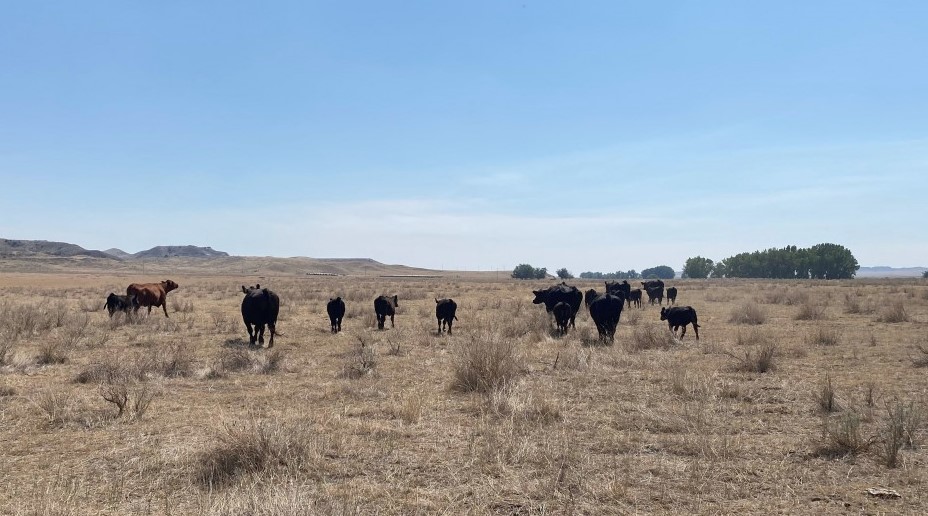 As Drought Persists, Cow Herd Liquidation Continues 