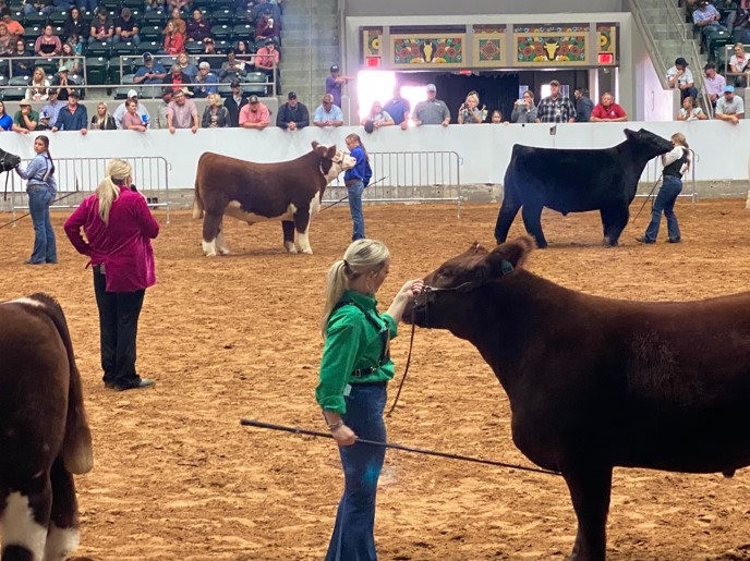Livestock Judges at the Tulsa State Fair Keep Their Champions Secret Until Night of Champions