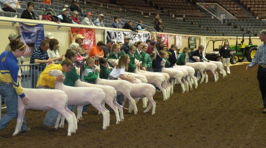 Market Lamb Show Now Underway at 2009 OYE