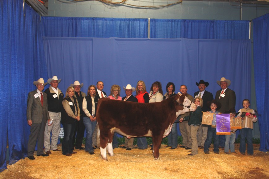 Hereford Steer Champion Purchased at OYE in Memory of A J Smith