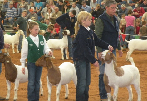 From the OYE- Tyler Boles of Asher FFA the Overall 2009 Meat Goat Showmanship Winner