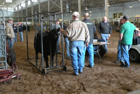 Beef Heifer Show and More on Tap Monday at Oklahoma Youth Expo
