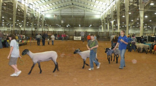 Market Lamb Show Completes Second Day at the 2009 OYE- Six Breed Winners Named