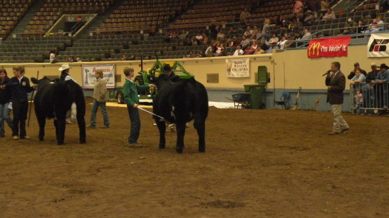 Day One of Market Steer Show Complete at Oklahoma Youth Expo