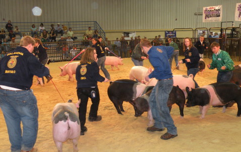 From the Oklahoma Youth Expo- Champions & Reserves in Purebred Gilt Show