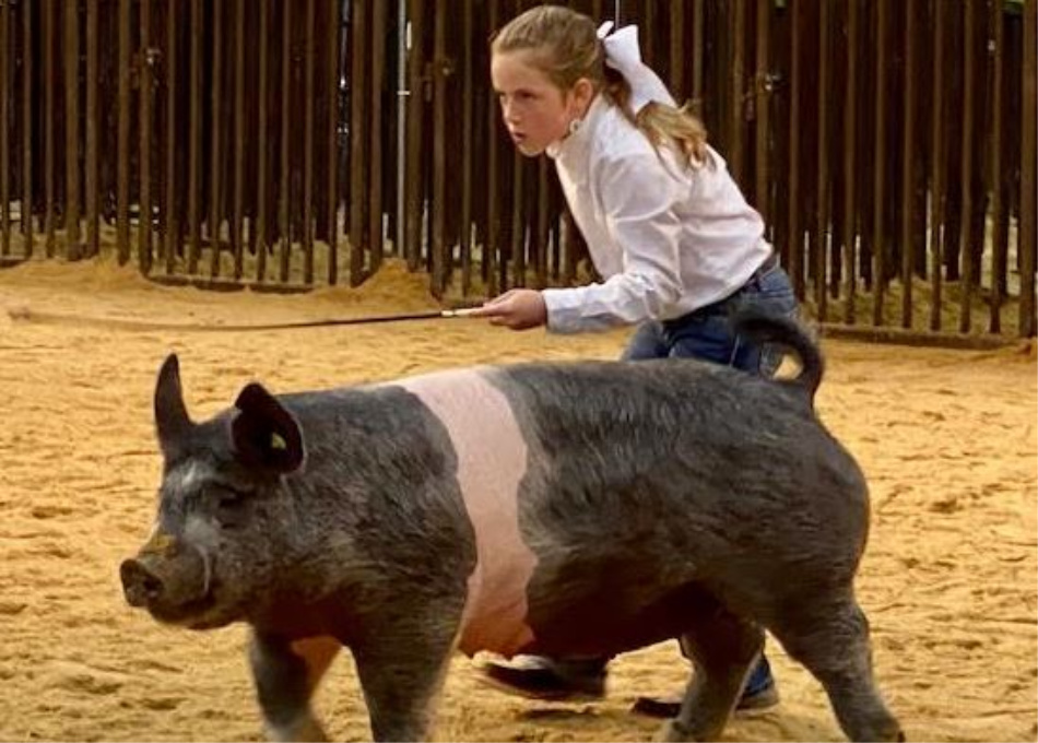 11 Year old Dusti Gregory from Prague Wins Supreme Champion Commercial Gilt at OYE