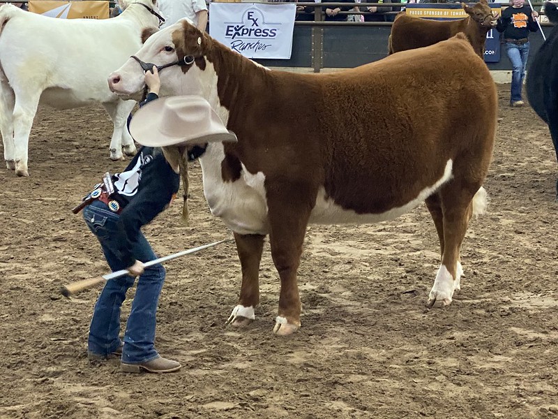 Weekend Winners in the Breeding Shows at the 2021 OYE