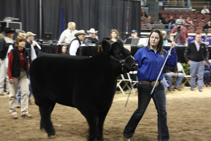 Saturday Steer Result from the 2011 Oklahoma Youth Expo