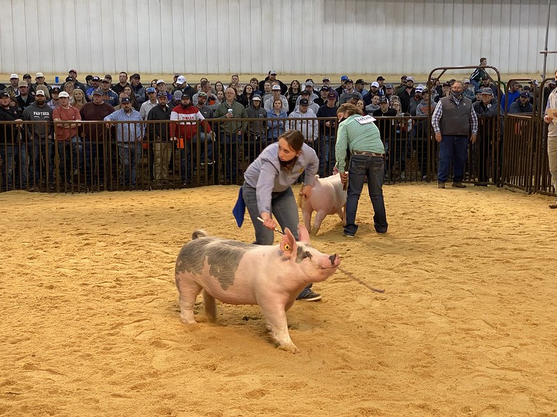 Day One of OYE Breeding Gilt Show Complete With Emma Sutton of Kiefer FFA Showing Best Light Commercial Gilt