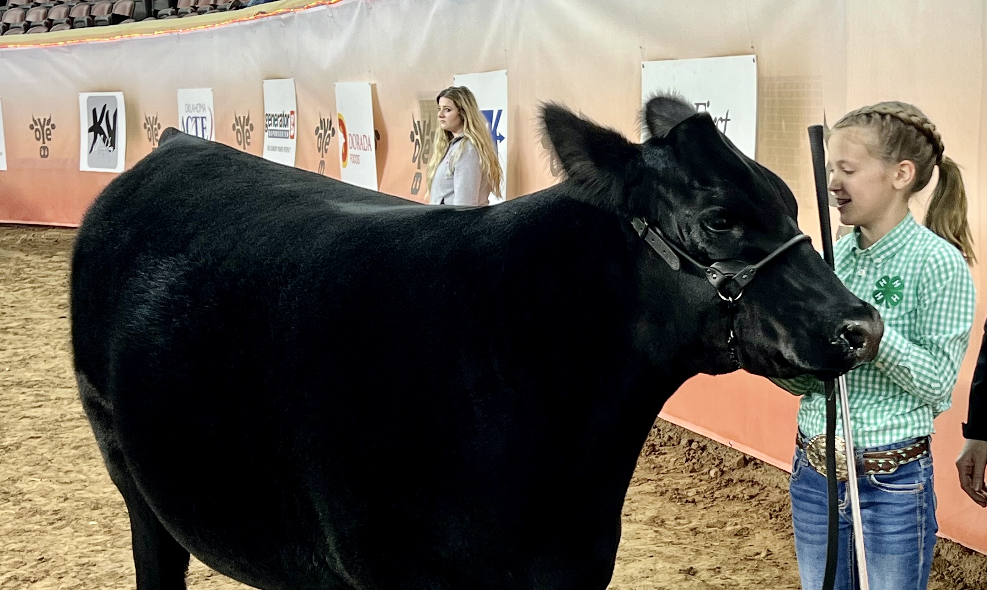 Champion Chianina Named Supreme Influence Heifer at OYE- Shown by Madilyn Norvell of Amber Pocasset 4-H 
