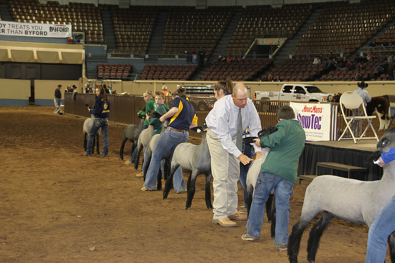 Market Lamb Breed Champions Selected at the 2013 Oklahoma Youth Expo