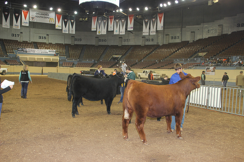 Beef Heifer Show at 2013 OYE- Day One Results