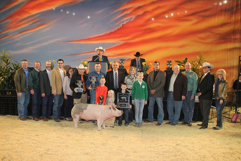 Grand Champion Barrow- Owned by Kate Jackson of Mountain View- Gotebo 4-H Sells for $17,500 at 2013 OYE
