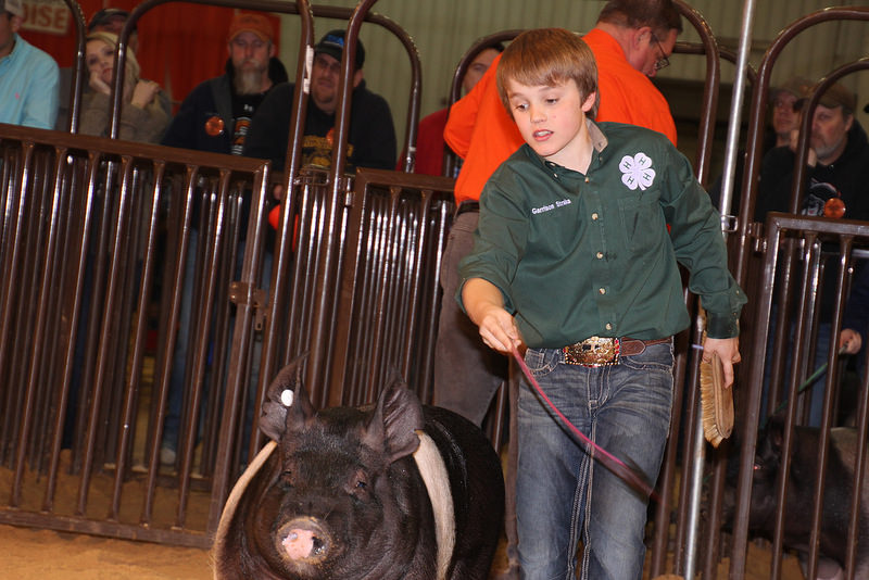 Purebred Market Hog Champions Selected at 2015 Oklahoma Youth Expo
