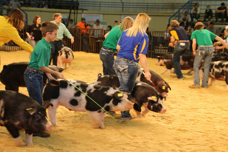 OYE Competiton Underway- Six Breed Champions Selected In Purebred Gilt Show on Thursday