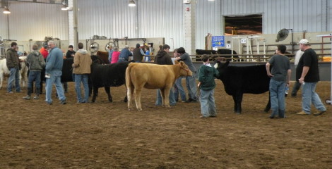 From the Oklahoma Youth Expo- Champions & Reserves in Beef Heifer Shows