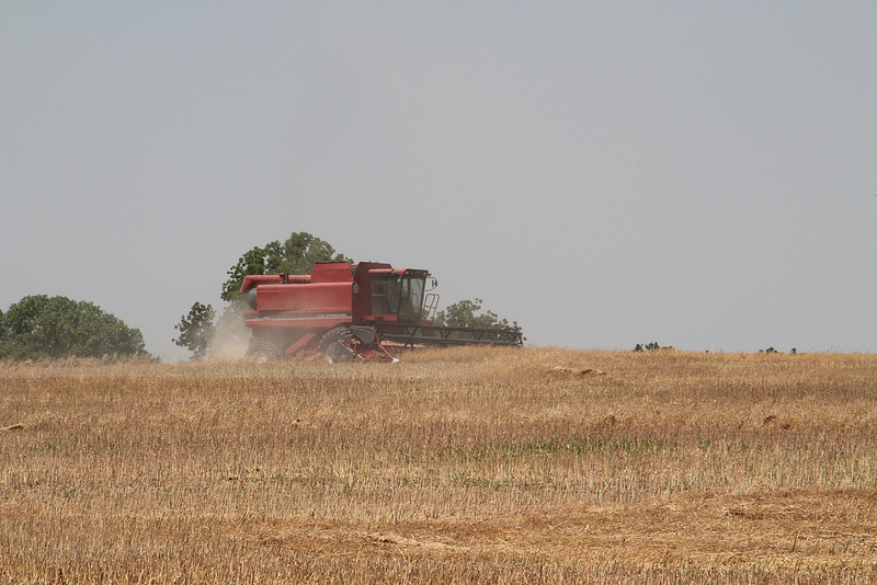 Canola TV- The Combine Rolls in Noble County- Resulting in Forty Plus Bushel Yields