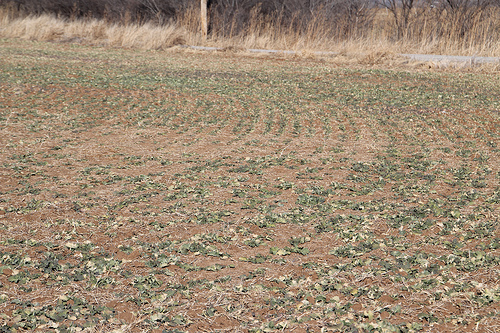 Canola TV-PCOM Agronomist Counsels Careful Assessment, Patience with Current Canola Crop