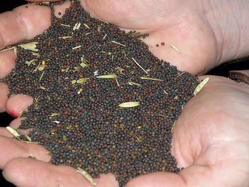 Veteran Canola Grower Stresses Residue Management at Canola College Event
