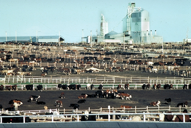 TCFA Veep Pleased that CAFO Rule Making Process Has Concluded