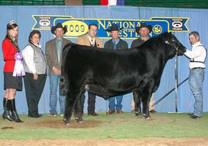OSU Claims Top Prize In Denver at National Western Angus Bull Show