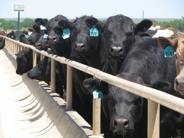 Feedlots Finally Making Money in Early Days of 2017- LMIC