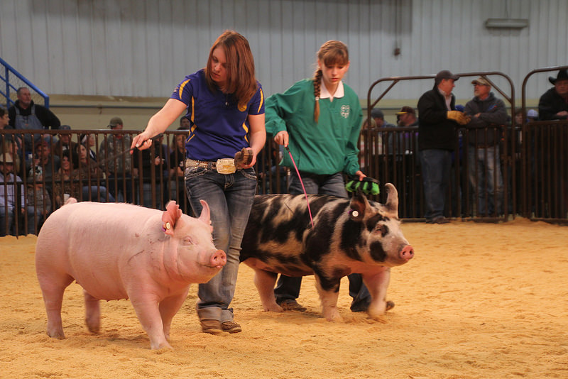 Oklahoma Youth Expo- Day Seven