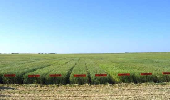 OSU's Jeff Edwards Says We Are At Least a Decade Away from Biotech Wheat Cultivars Available