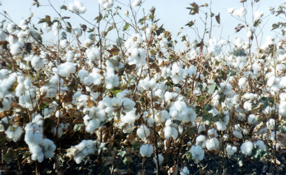 Oklahoma Cotton Farmers Join Farmers Throughout the Cotton Belt in Planning to Plant More Cotton in 2010