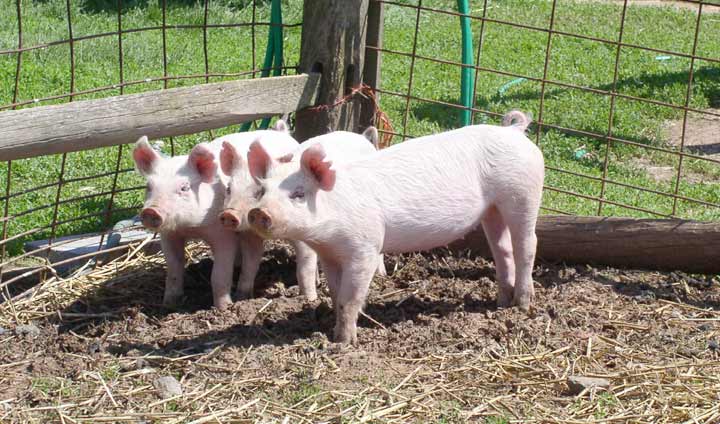 National Pork Board Continues to Support Swine- and Premises- Identification System
