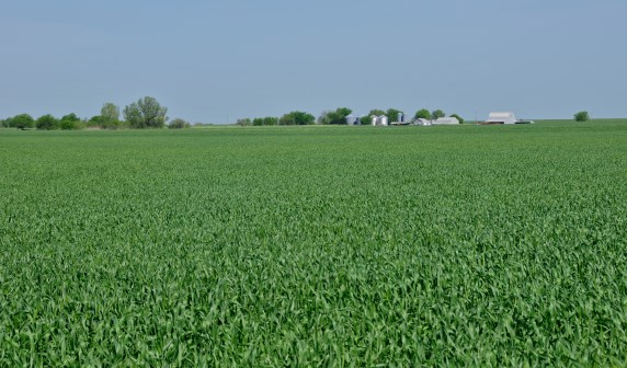 OSU's Jeff Edwards Reports First Hollow Stem Now Being Seen in the Oklahoma Wheat Belt