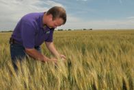 Volunteer Glyphosate-Tolerant Corn Can Cause Yield Losses in Wheat 