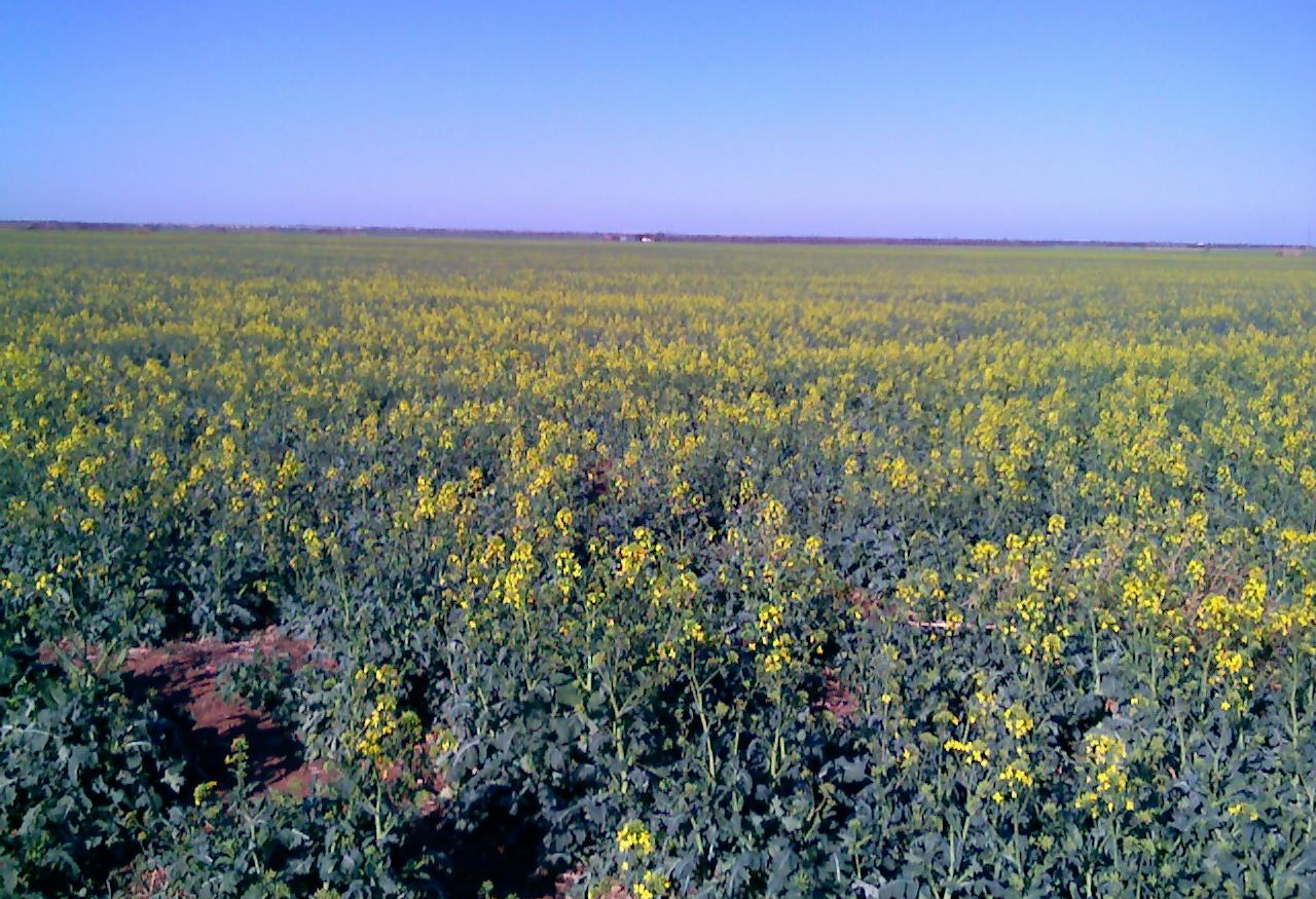 Hopes are High About the 2010 Winter Canola Crop