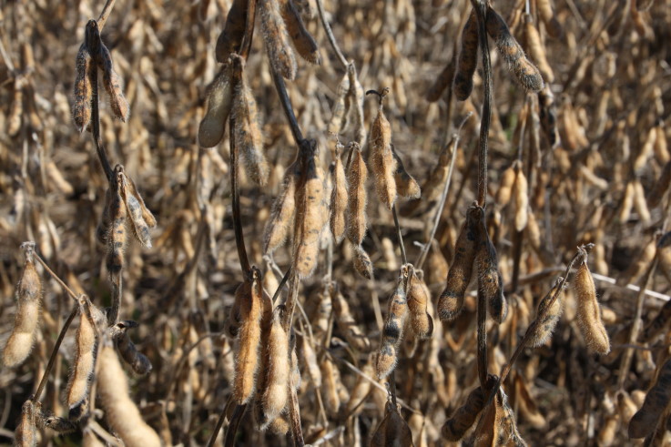 Two Drought Tolerant Soybean Traits Identified and Look Promising.
