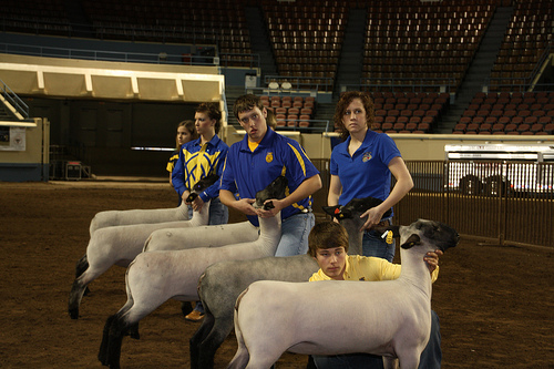 Cattle, Sheep and Swine Showmanship Winners From the 2010 Oklahoma Youth Expo