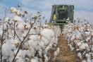 Oklahoma Cotton Industry Betting on More Acres in 2010