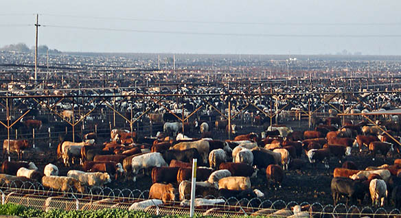 U.S. Cattle on Feed Down 4 Percent