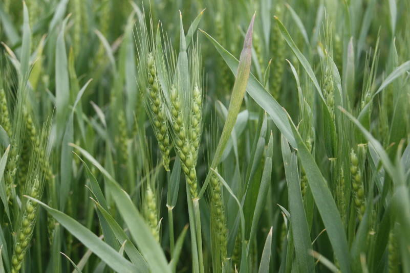 Tips to Maximize Your Visit to an OSU Wheat Variety Plot This Spring