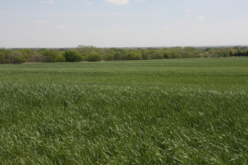 The Pictures Tell the Story of the 2010 Wheat Crop Versus 2009