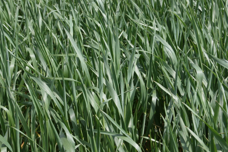 Wheat Farmers Delighted With Rainfall of Recent Days