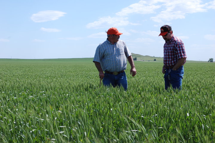 First Day of Kansas Wheat Crop Tour Predicts Average Crop in Central Kansas