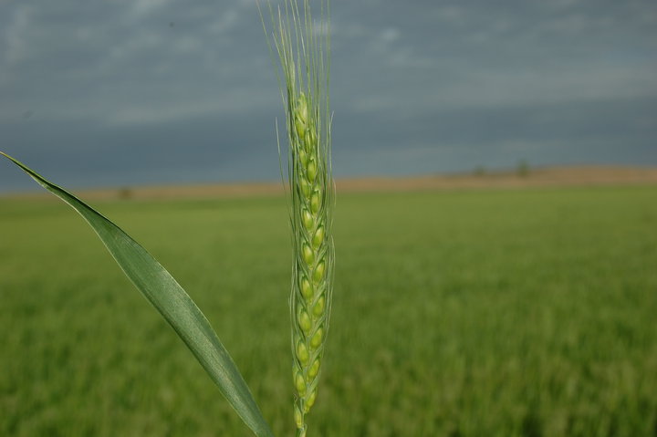 OSU's Kim Anderson Sees a Half Billion Dollar Oklahoma Wheat Crop on the Horizon for 2010