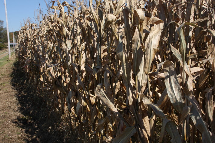Ethanol Interests Tout Big Corn Crop Projected by USDA for 2010