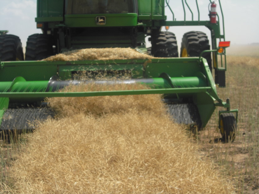 Winter Canola Harvest Underway- Pictures Here from near Temple- 