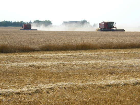 Frederick Area Trying to Start Wheat Harvest