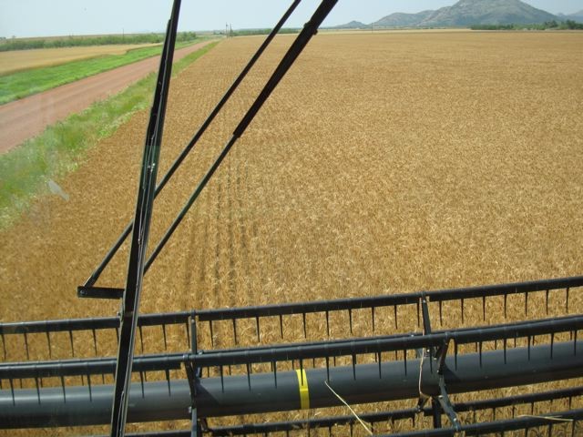 Harvest of Early Variety Overly in Kiowa County Nets Forty Plus Bushel Yields- Check Out the Pictures!