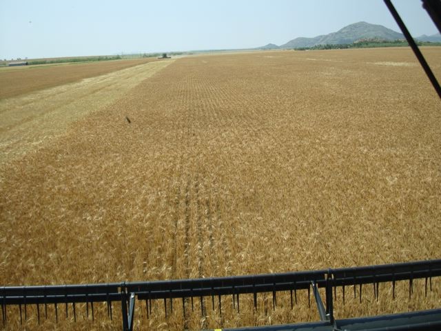Wheat Harvest Turning Active in Select Locations- Others Wait for a Few Days More- Mike Schulte Reports