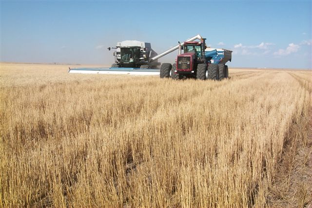 From the Oklahoma Wheat Commission- Harvest Edges Closer to Completion