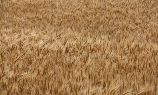 Of Price and Profitability- Kim Anderson Talks Canola Versus Wheat 
