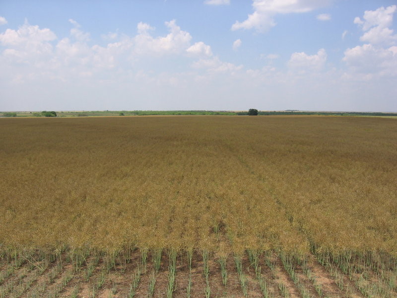 Straight Cut Harvest Method Being Used for Winter Canola in Cotton County- Check Out These Pictures